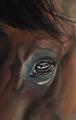 cheval detail 3